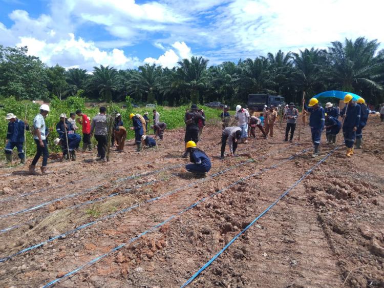 Lahan Tiga Perusahaan Sawit di Merauke Ditanami Jagung Pola Tumpang Sari