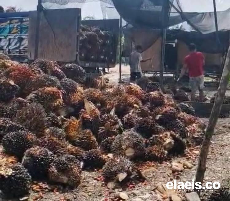 Minggu Ini, Harga Kelapa Sawit di Jambi Turun hingga Rp103,53/kg