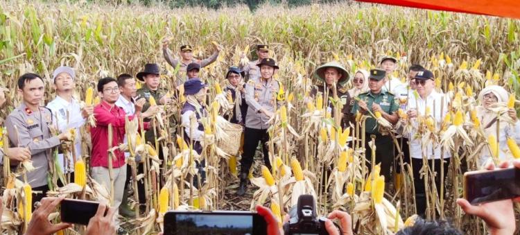 Panen Raya Jagung Tahap I Dilaksanakan di Air Satan, Hasilnya Memuaskan