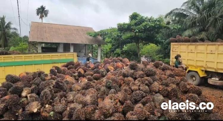 Di Sumut, Harga Sawit Petani Swadaya Tertinggi di Labusel, Labura Terendah