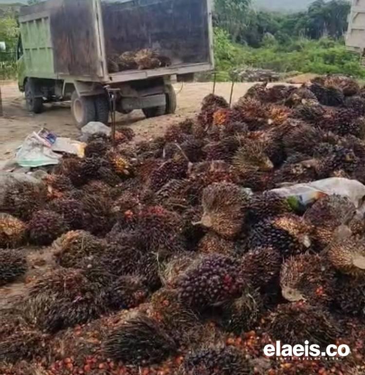 Periode Pertama Mei 2025, Harga TBS Kelapa Sawit di Kaltim Rp3.272,74/kg