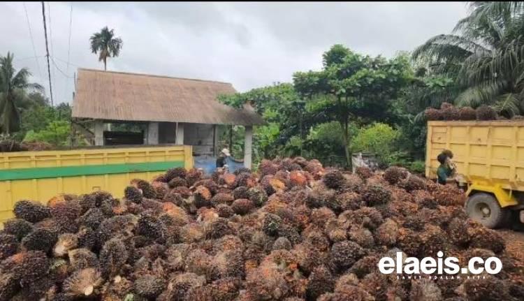 Sumatera Barat Masih Merajai Harga Kelapa Sawit di Indonesia