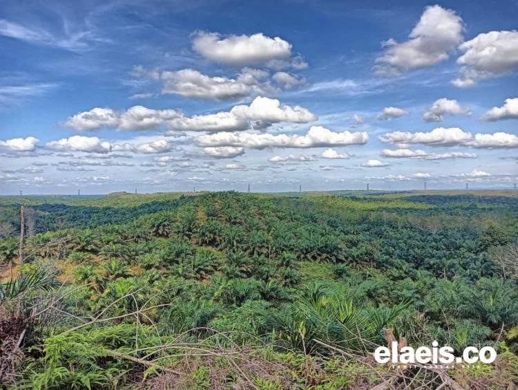 Kebun PSR Mulai Panen, Produksi Kebun Kelapa Sawit Sumbar Meningkat 