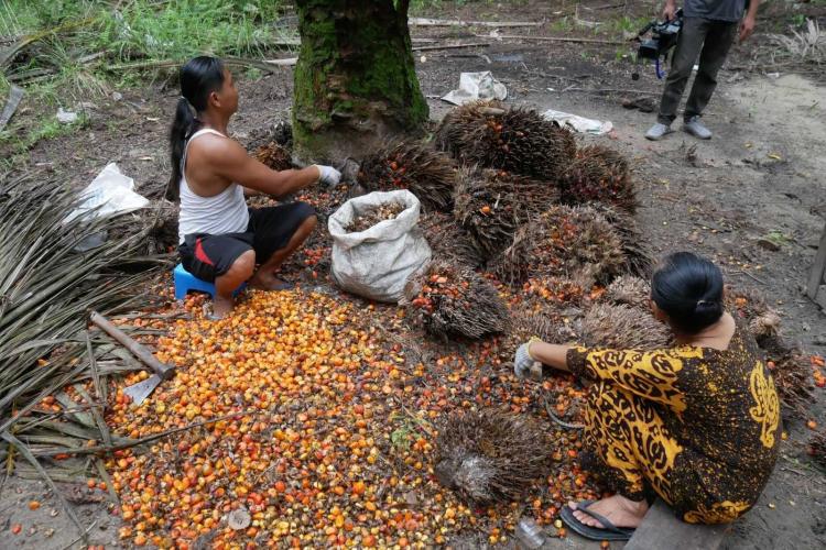 Meski Anjlok Lagi, Harga Kelapa Sawit Provinsi Sumbar Masih Rp3.435,31/kg
