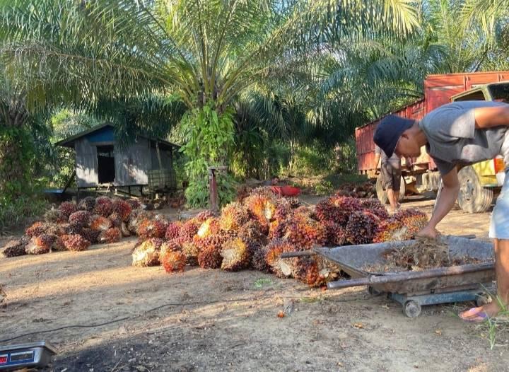Plasma Turun, Harga Kelapa Sawit Mitra Swadaya di Riau Ikut Anjlok