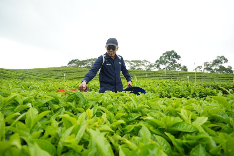 PTPN IV PalmCo Kembalikan Kejayaan Komoditas Teh