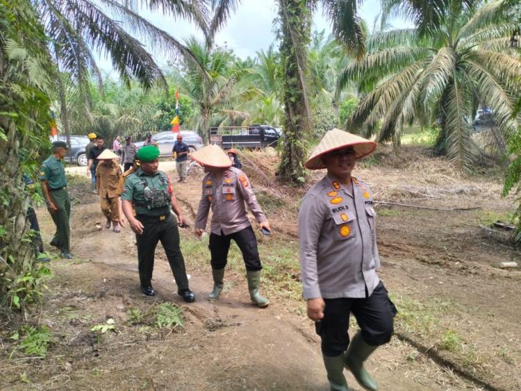 PT KSM Motori Penanaman Jagung Pipil Pola Tumpang Sari Sawit di Teluk Aur