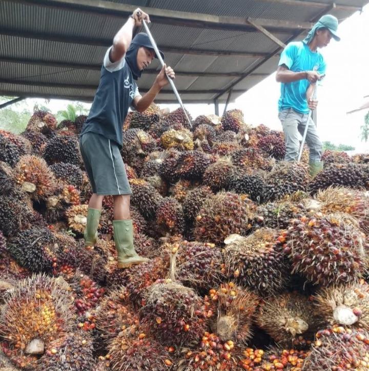 Harga Sawit Mitra Plasma Kembali Anjlok Pekan Ini