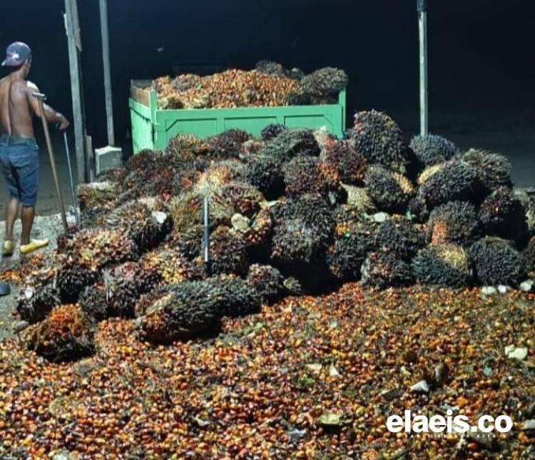 Hingga Akhir Mei, Harga Kelapa Sawit Kalbar Dibeli Rp3.087,78/kg