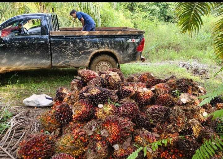 Kabupaten Madina Pekan Ini Merajai Harga Sawit di Sumut 