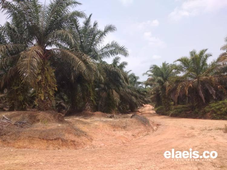 Ekspor CPO dan PKO Naik, Stok Malah Turun 