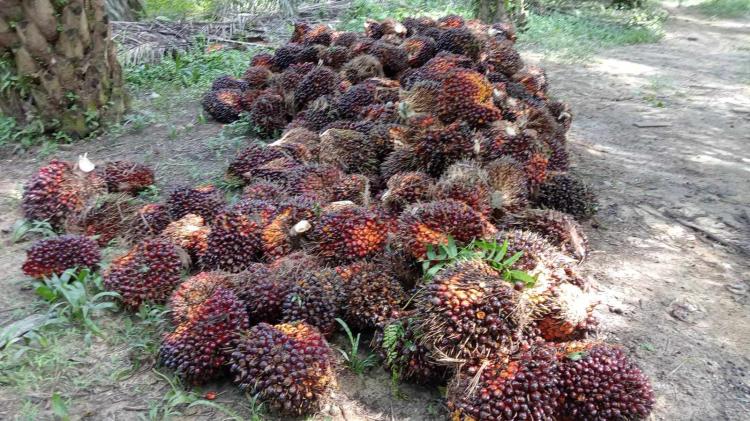 Turun, Harga Kelapa Sawit di Sumut Dibeli Rp3.372,71/kg