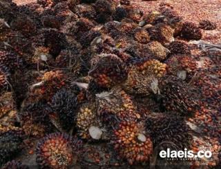 Harga Kelapa Sawit di Kalbar Rp3.387.96/kg