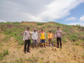 Tanaman Jagung Tumpang Sari Lahan Sawit di Kutai Timur Terus Dimonitor