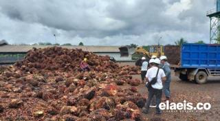 Harga Sawit Sumbar Tertinggi di Indonesia, Sulawesi Selatan Terendah