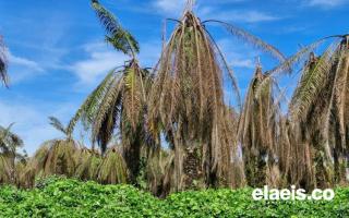 Menghadang Ancaman Ganoderma di Perkebunan Sawit