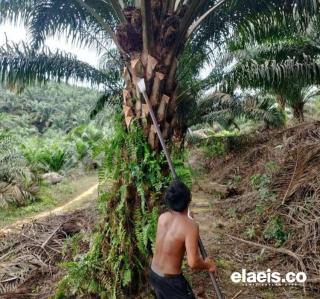 Perpres Penertiban Kawasan Hutan Muncul, Masa Depan Petani Plasma Terancam