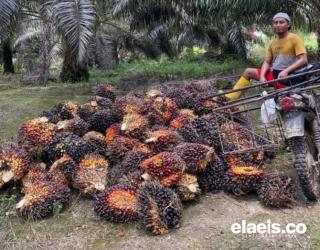Harga Sawit Petani Swadaya di Sumut: Labusel Tertinggi, Labura Terendah