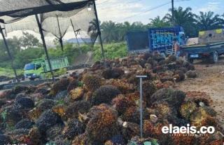Makin Merosot, Harga Kelapa Sawit di Sumut Turun Rp184,54/kg