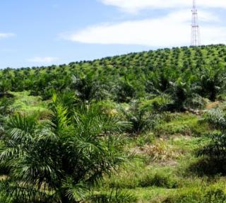Pelanggaran Hak Dasar Buruh Sawit Masih Ditemukan di Kalbar