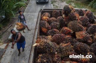 Sejumlah Ormas Dukung Kewajiban Fasilitasi Pembangunan Kebun Masyarakat Jadi 30%