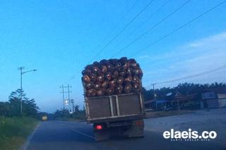 Anjlok, Harga Kelapa Sawit di Sumut Rp3.311,44/kg