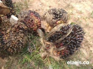 Harga Kelapa Sawit di Sumbar Pekan Ini Turun Jadi Rp3.577,39/kg