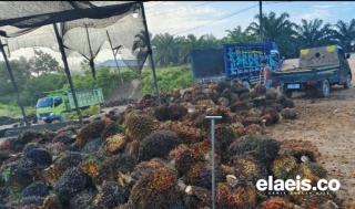 Periode Ini, Disbun Bengkulu Tetapkan Harga Sawit Petani Plasma Naik Jadi Rp3.027,83/kg, Swadaya Rp2.620/kg