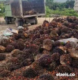 Periode Pertama Mei 2025, Harga TBS Kelapa Sawit di Kaltim Rp3.272,74/kg