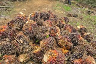 Periode Mei 2025, Harga Kelapa Sawit di Kalsel Dibeli Rp3.404,07/kg