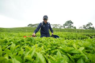 Ciptakan Sejarah, PalmCo Turn Around Komoditas Teh dan Karet Hingga Untung