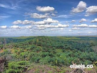 Kebun PSR Mulai Panen, Produksi Kebun Kelapa Sawit Sumbar Meningkat 