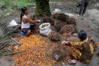 Meski Anjlok Lagi, Harga Kelapa Sawit Provinsi Sumbar Masih Rp3.435,31/kg