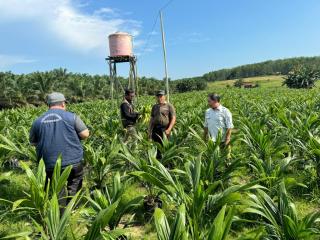 Kalsel Perkuat Implementasi ISPO dengan Menyediakan Benih Sawit Unggul