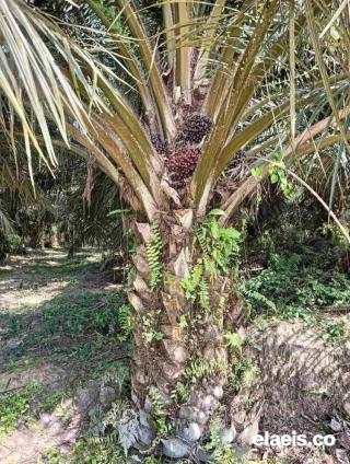 Produksi Turun, Harga Kelapa Sawit di Jambi Terus Meningkat