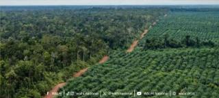 Bupati Kapuas Hulu Diminta Dengar Aspirasi Masyarakat Tamambaloh Terkait PT IAL