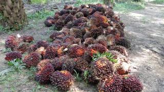 Harga Kelapa Sawit di Sumbar Anjlok Lagi, Pekan ini Jadi Rp3.374,46/kg