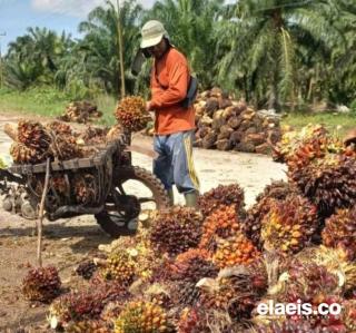 Harga Plasma Anjlok, Kelapa Sawit Mitra Swadaya di Riau Malah Naik Harga