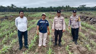 Perkembangan Tanaman Jagung di Lahan Replanting Sawit Terus Dipantau