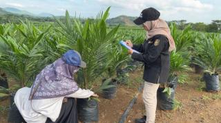 Dukung Pembangunan Sawit Berkelanjutan, BPSBP Kalsel Kawal Penyediaan Benih Unggul