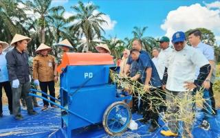 Padi Gogo Tumpang Sari di Lahan Peremajaan Sawit di Muaro Jambi Panen Perdana