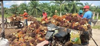 Data Produksi Kebun Sawit Perlu Diketahui Untuk Analisis dan Solusi
