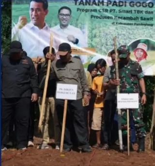 Jaga Keberlanjutan Produksi, Perusahaan dan Produsen Benih Sawit Kembali Tanam Padi Gogo