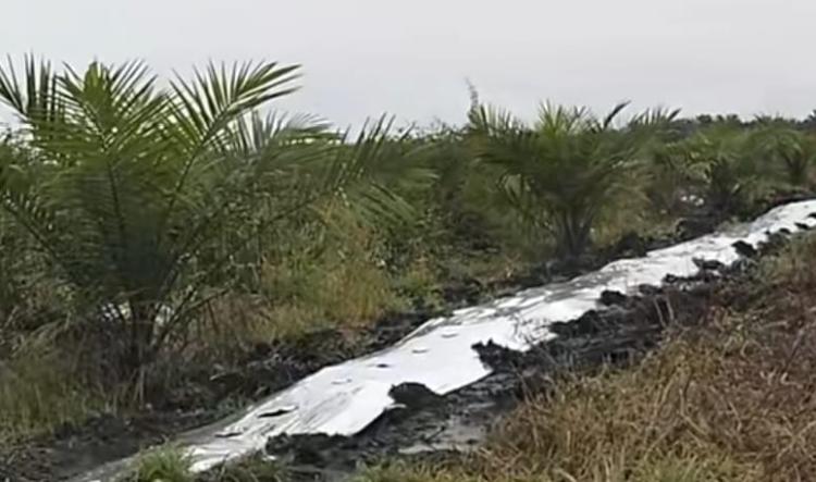 Cerita Replanting Sawit di Teluk Merbau Siak: Dapat Dana Miliaran Dari Pusat, Bibit Terkesan Asalan