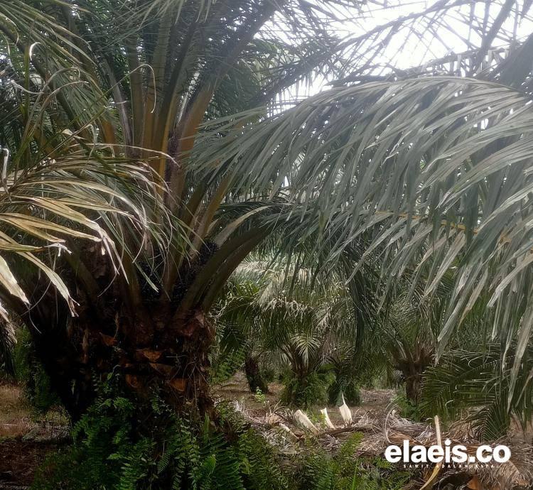 Ekspor Sawit RI Melejit 20%, Jadi Penyelamat Neraca Dagang April 2025