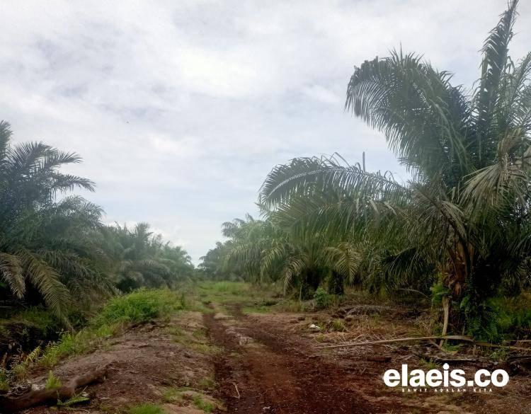 Kecamatan Tolala dan Porehu Bakal Jadi Lumbung Sawit Baru di Kolaka Utara