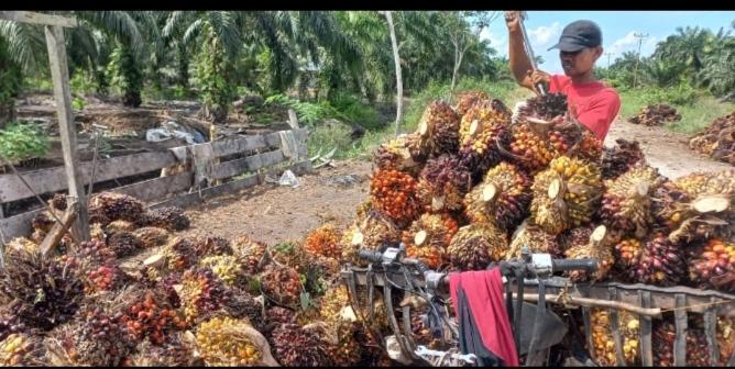 Merangkak Naik,  Harga Sawit Plasma di Riau Rp3.427,27/Kg