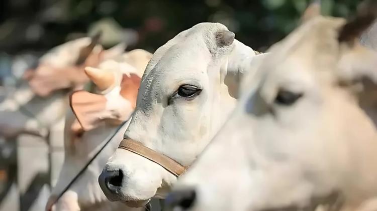 Idul Adha, Karyawan Muslim PalmCo Siapkan Ribuan Hewan Qurban