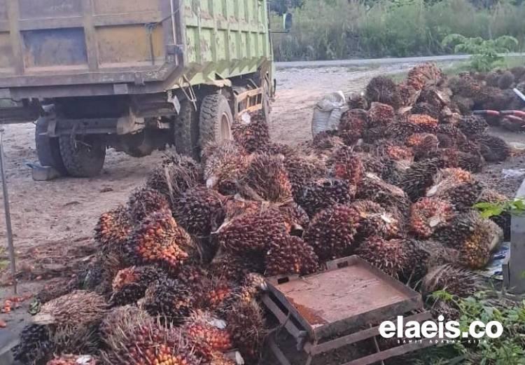 Harga Plasma Turun, Harga Mitra Swadaya Riau Juga Ikut Merosot Periode Ini