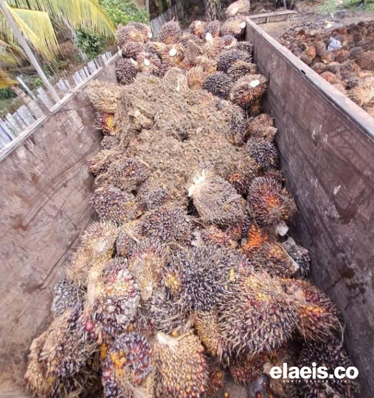 Periode Pertama Juni, Kelapa Sawit Sumsel Dibeli Rp3.236.30/kg